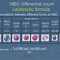 WBC Differential Count
