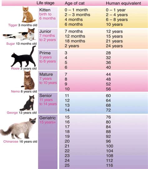 Warrior Cat Age Chart
