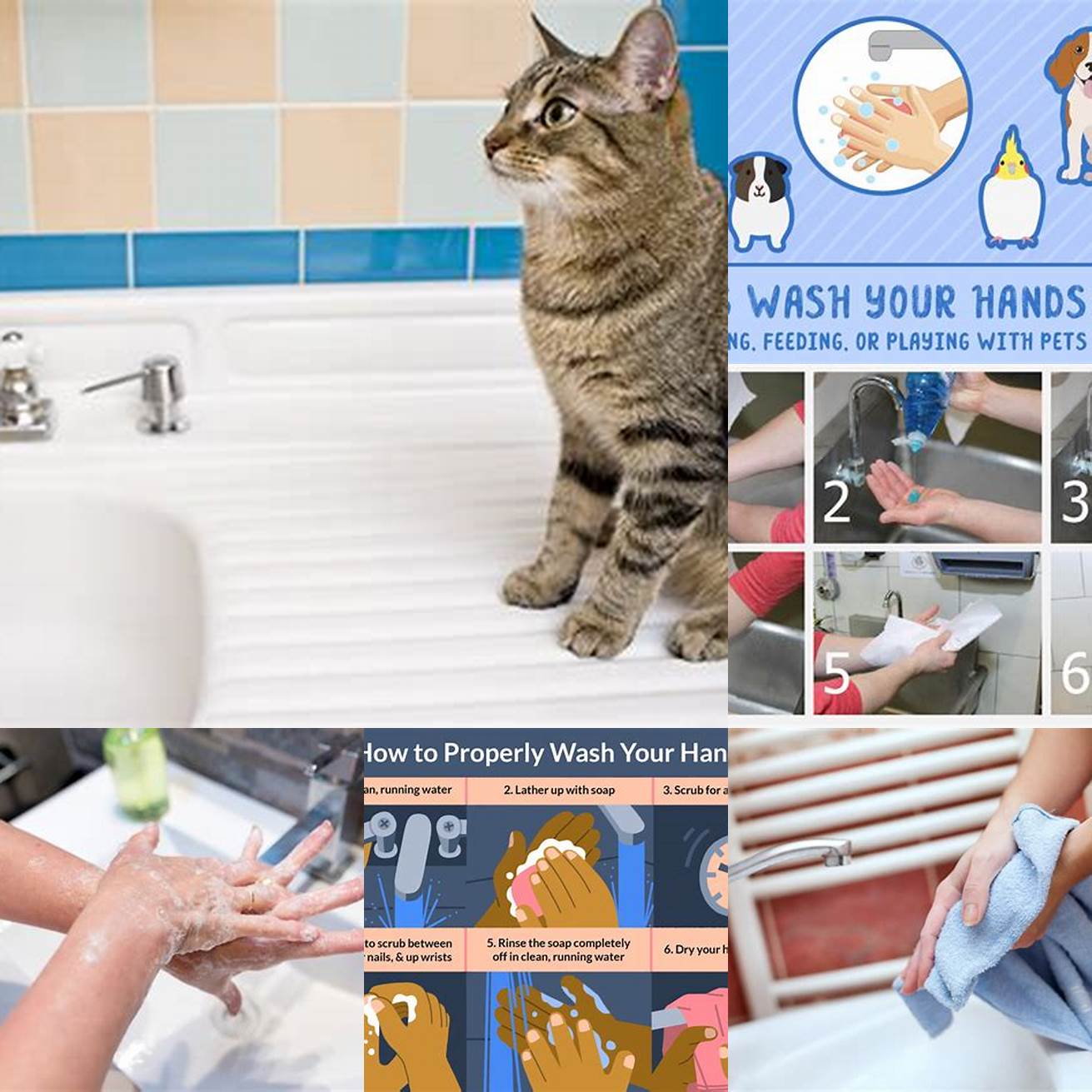 Wash your hands thoroughly after handling cat litter