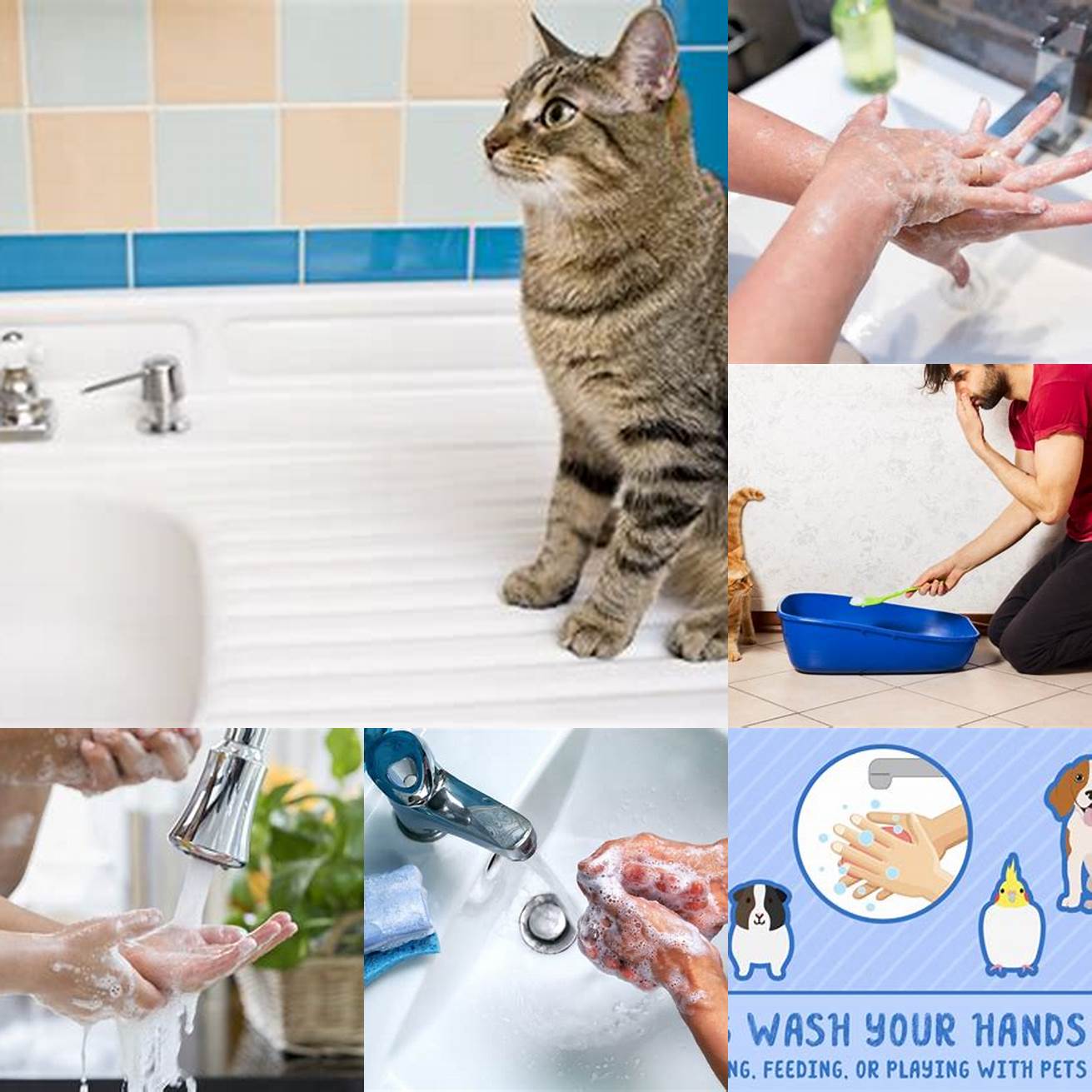 Washing your hands thoroughly after handling cat litter can help prevent the transmission of toxoplasmosis