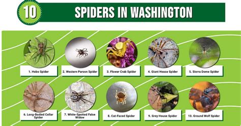 Washington State Spiders Identification Chart
