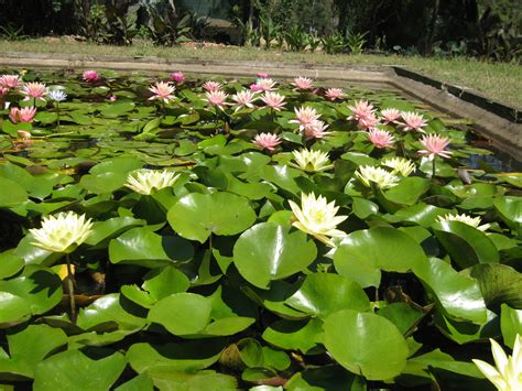 Water Lily Growing