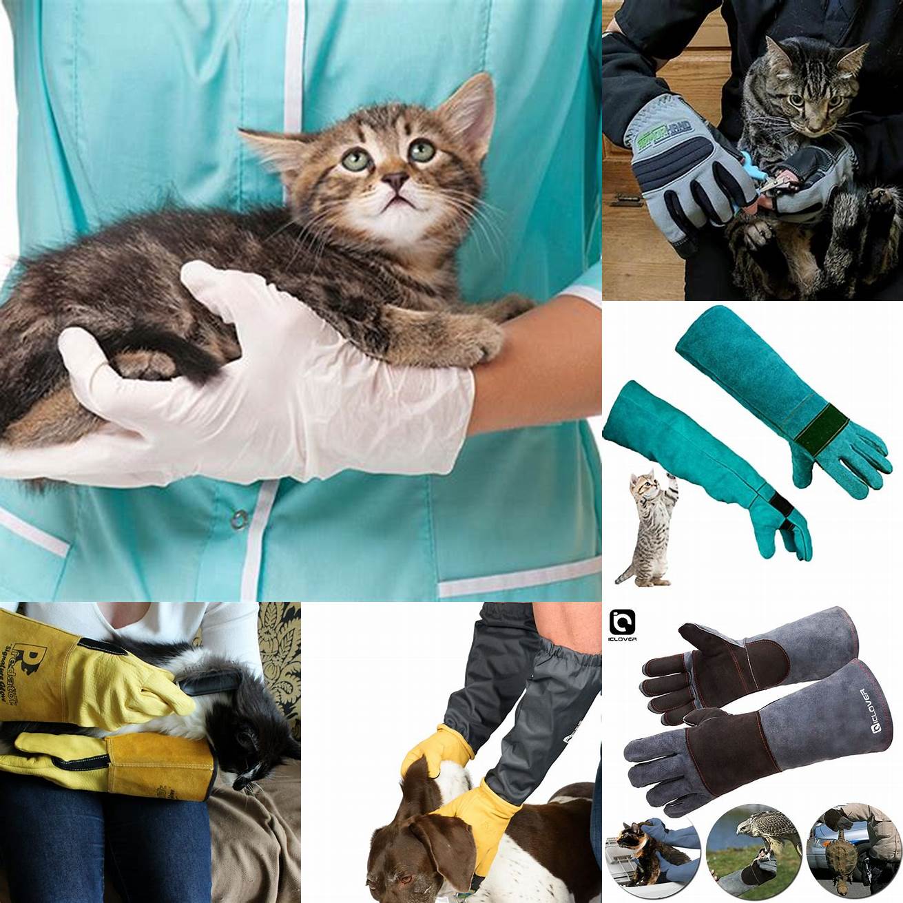 Wear gloves when handling an infected cat