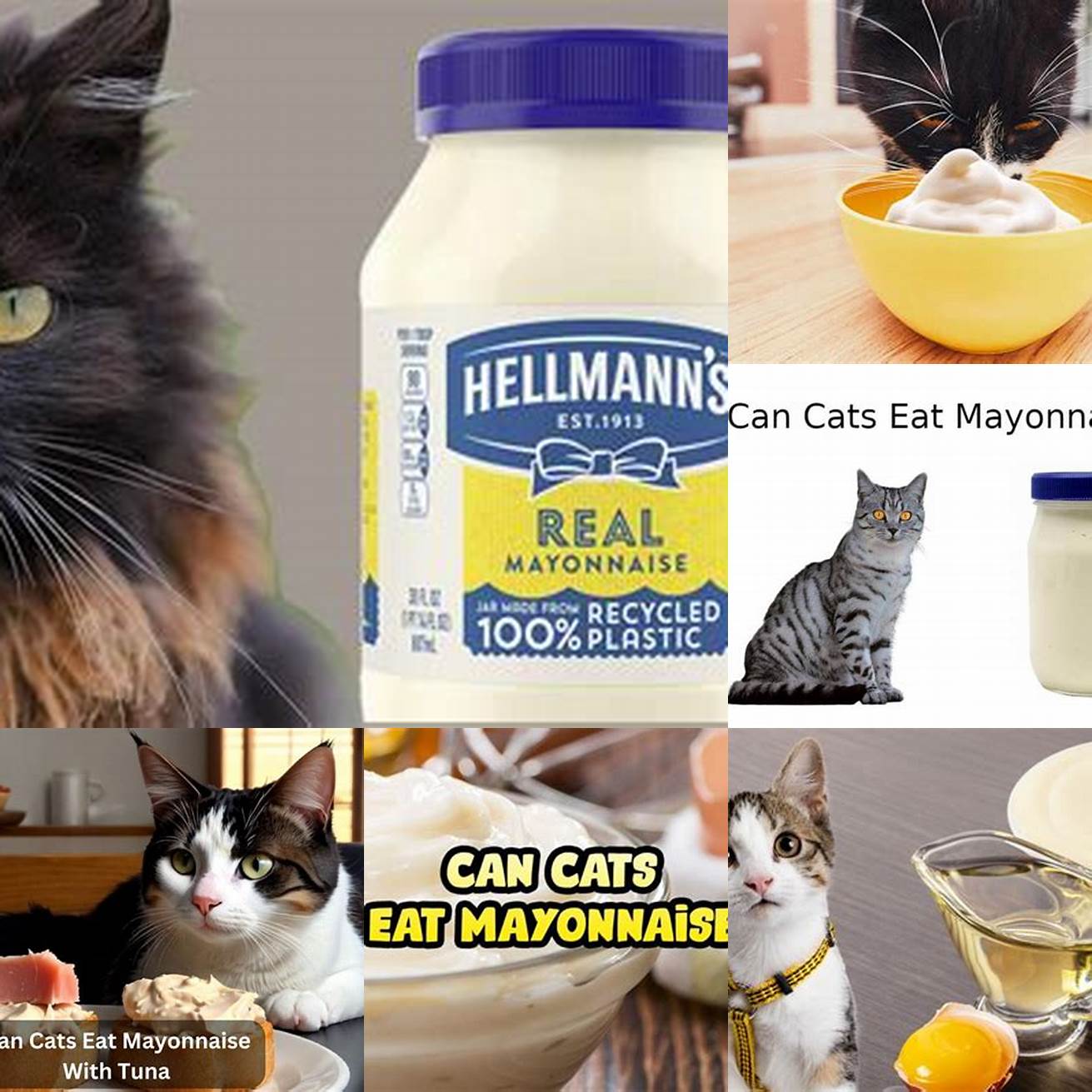 What Happens If My Cat Eats Mayonnaise