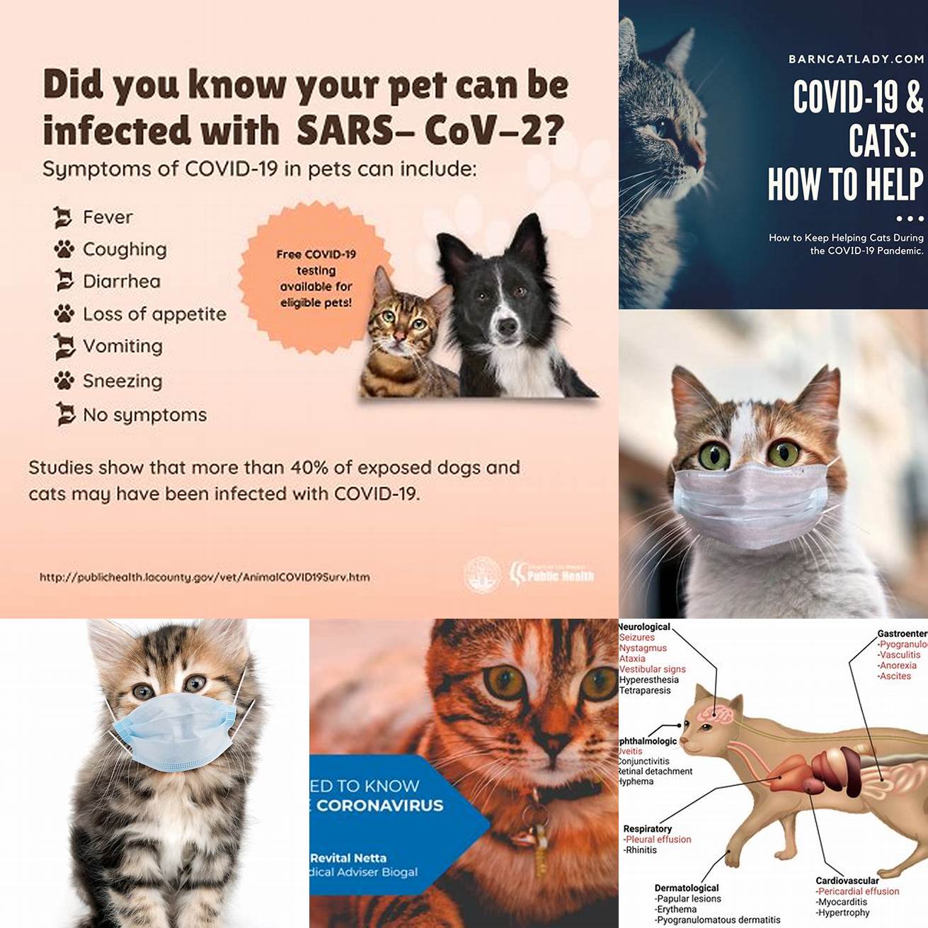 What are the symptoms of COVID-19 in cats
