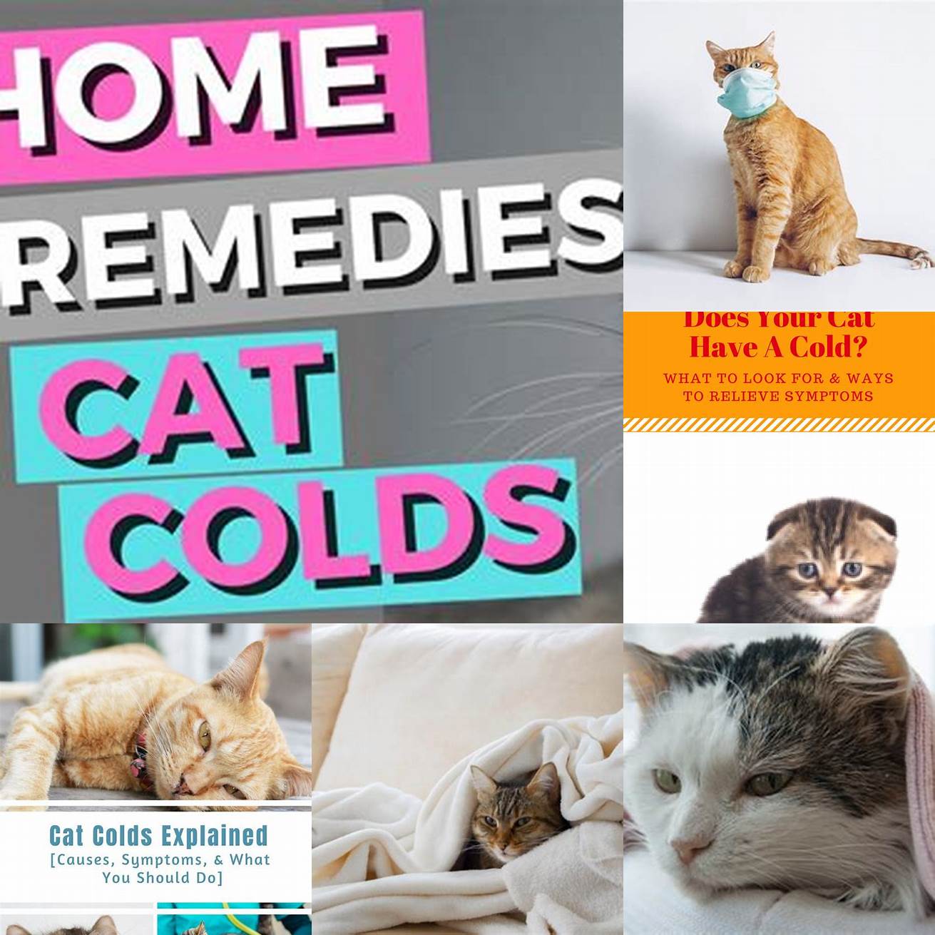 What are the symptoms of a cold in cats