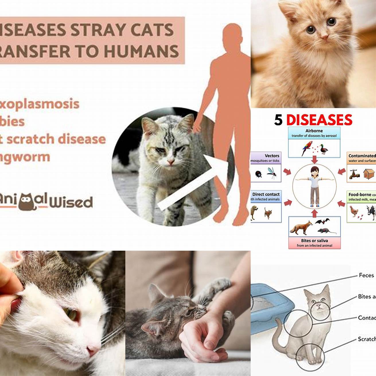 What diseases can cats transmit to humans
