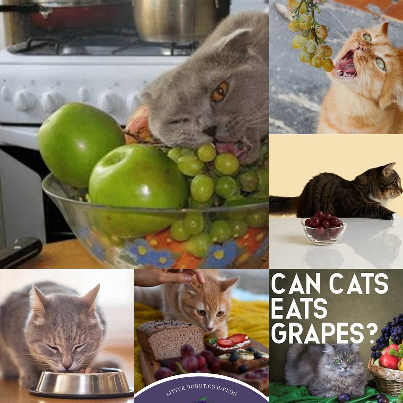 What happens if my cat eats grapes If your cat eats grapes or raisins they may experience symptoms such as vomiting diarrhea lethargy and decreased appetite If you suspect your cat has eaten grapes or raisins contact your veterinarian immediately Why are grapes and raisins toxic to cats The exact reason is not known but it is believed that the toxic substance is found in the flesh of the fruit and not just the seeds The toxic substance can cause kidney failure in cats What should I do if my cat eats grapes or raisins If you suspect your cat has ingested grapes or raisins contact your veterinarian immediately They may induce vomiting or recommend other treatment options Are there any fruits that cats can safely eat Yes there are some fruits that cats can safely eat in small amounts such as bananas blueberries and watermelon However it is important to always check with your veterinarian before giving your cat any new foods Can cats eat grape juice Grape juice should also be avoided as it can contain the same toxic substance as grapes and raisins What other foods should I avoid giving my cat Other foods that should be avoided include chocolate caffeine onions garlic and alcohol These foods can be toxic to cats and can cause serious health problems