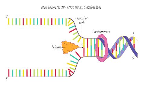 What Is Dna Template