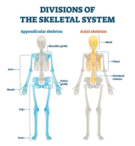 Appendicular Skeleton