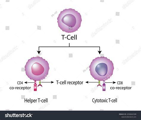 What do helper and helpermethod do