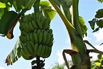 When to Harvest Bananas in Florida
