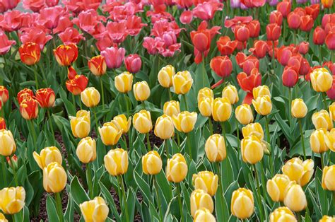 When To Plant Tulips