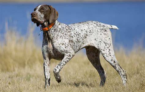Which kind of pointer do I use when