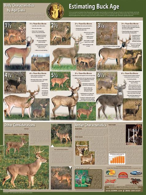 Whitetail Deer Age Chart