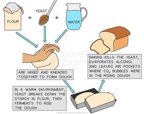 Why Moist Heat Changes How Bread Crusts Form Core Basics