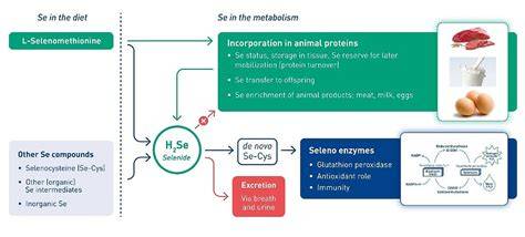 Why The Science of Broiler Elements and Direct Heat Matters Key Fundamentals
