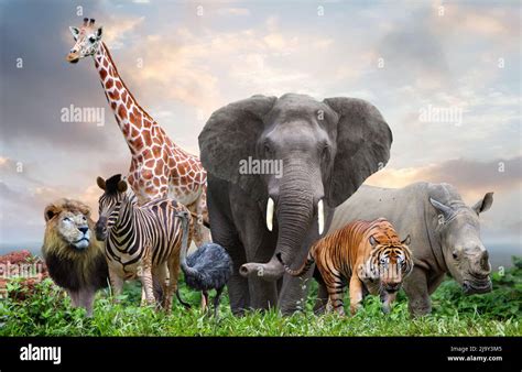 Wild Animals