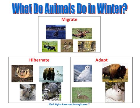 Winter Animals That
