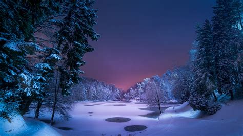 Winter Snow Forest