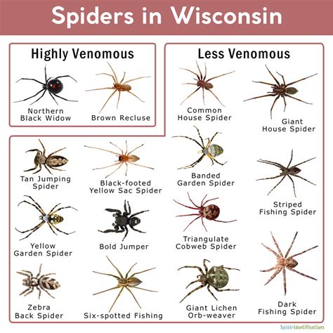 Wisconsin Spider Identification Chart
