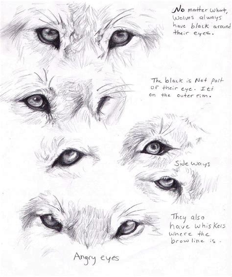 Wolf Eyes Drawing