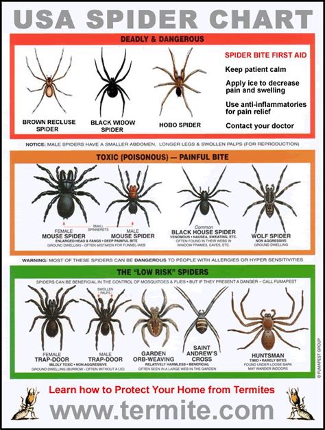Wolf Spider Size Chart