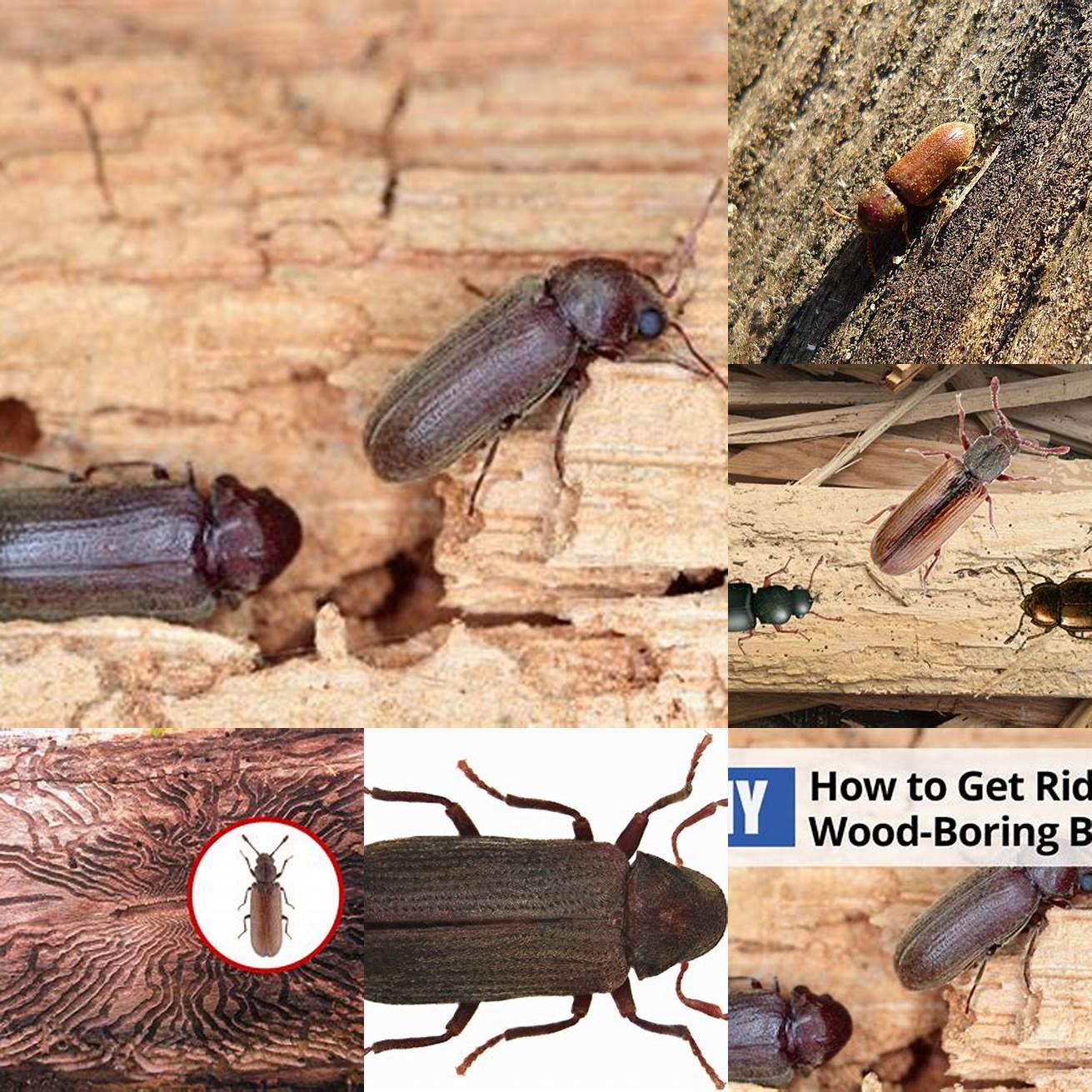 Wood-boring beetle