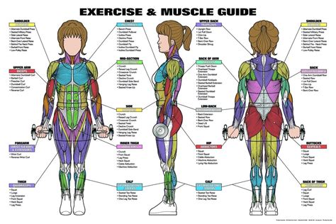 Workout And Muscle Chart