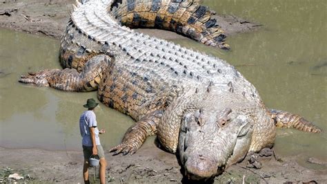 Crocodile Ever Recorded