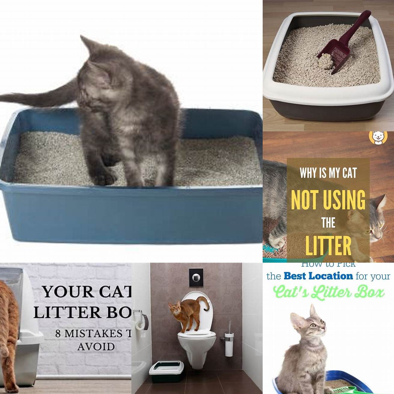 Wrong Location of Litter Box