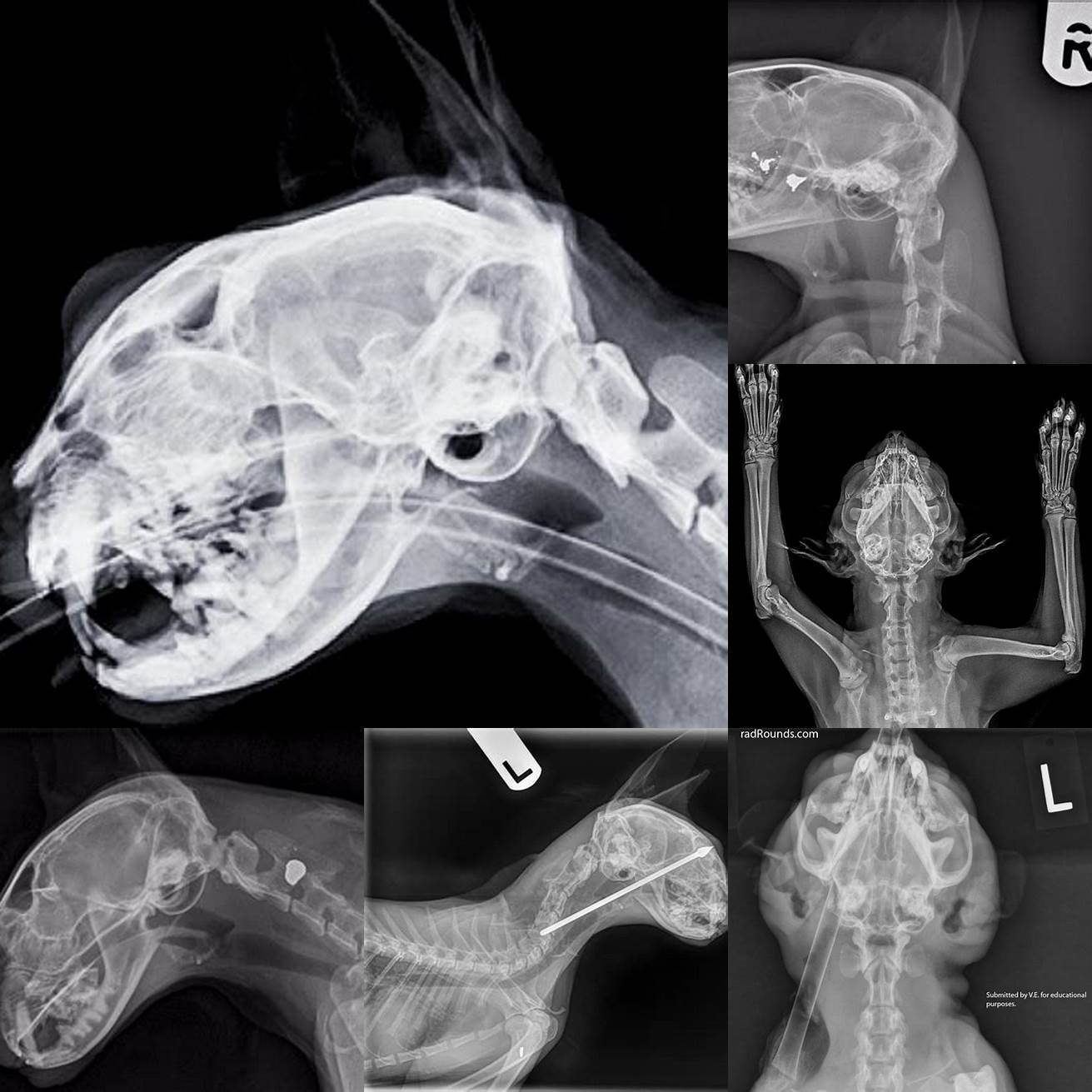 X-Ray of a Cats Head