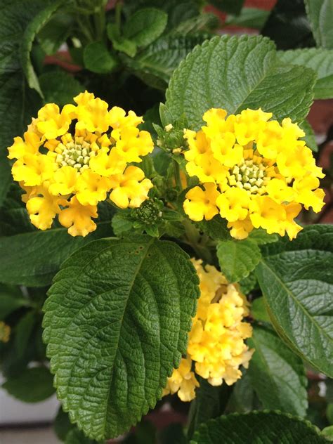 Yellow Lantana Plant