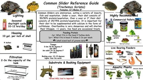 Yellow-bellied Slider Age Chart