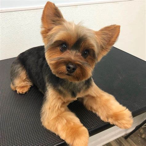 Yorkie Puppy Cut Face