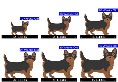 Yorkshire Terrier Size Chart