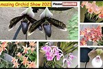 YouTube Michaels Orchids 2021