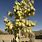 Yucca Plant Fruit