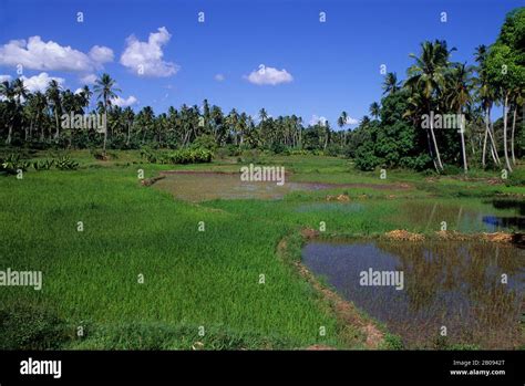 Zanzibar countryside