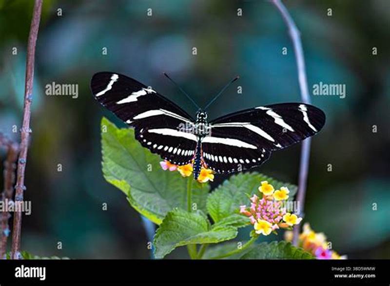 Zebra Pattern Butterfly