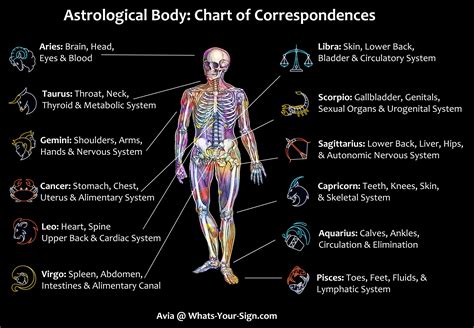 Zodiac Body Chart