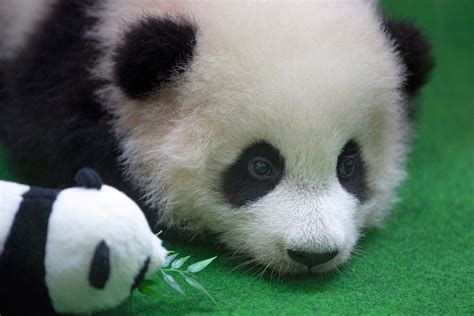 Zoo Baby Panda