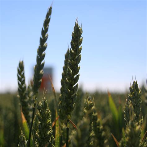 Zyatt wheat variety