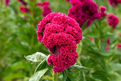a celosia