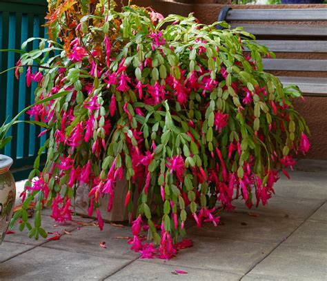 a christmas cactus