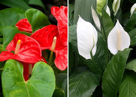 a peace lily