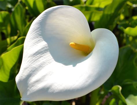 a zantedeschia