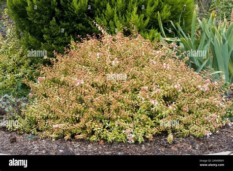 Discovering the Beauty of Abelia Grandiflora Kaleidoscope