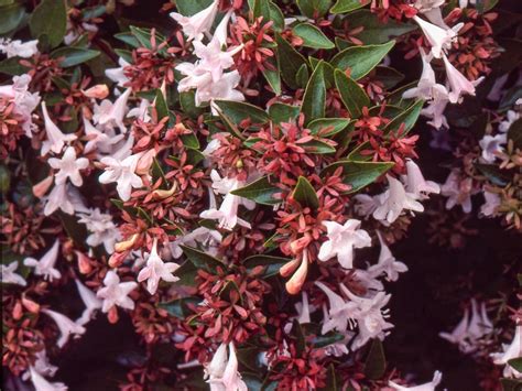 Abelia species