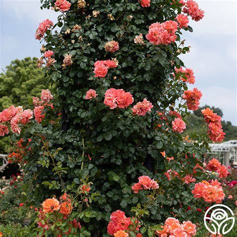 above all rose